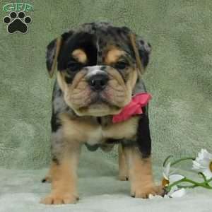 Bella, Miniature Bulldog Puppy